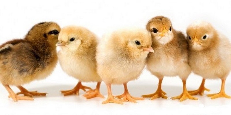 Cách Chăm Sóc Gà Chọi Con Mới Nở Người Nuôi Gà Nên Biết 6 Cách Chăm Sóc Gà Chọi Con Mới Nở
